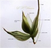  Spikelet (Opened)-Lower lemma with awn